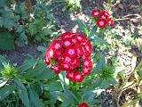 Sweet William 
